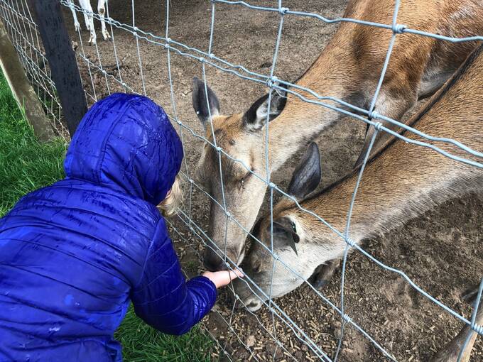 A young child feeds the deer through a fence at Culzean Castle on a rainy day