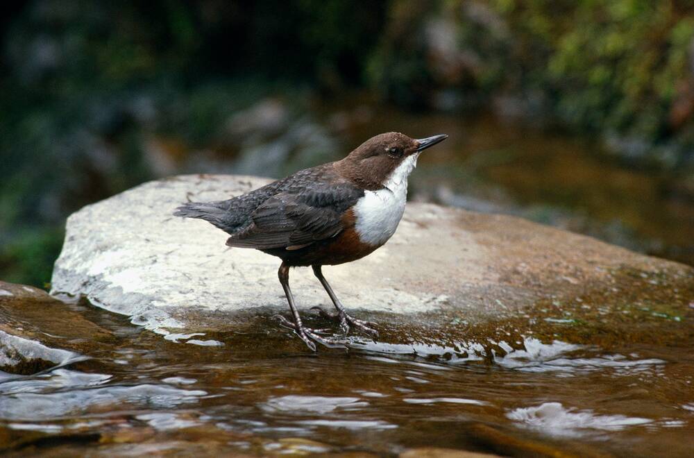 A small brown bird with a white chest perches on a rock in a stream.