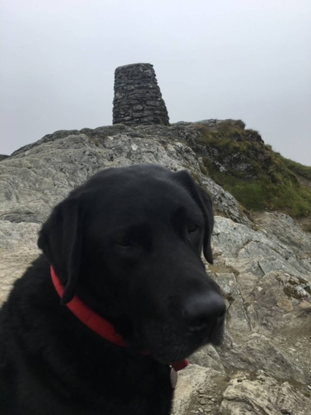 Head and shoulders of a black dog with a red collar near the top of a hill at Ben Lawers with a cairn in the background.