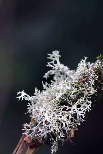 One of 190 species of lichen found in Dollar Glen