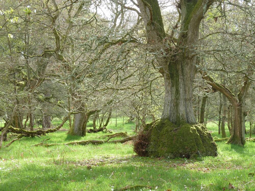 A view of an ancient oak woodland on a sunny day, with light dappling through the branches. The trunks are thick and gnarled, and some have large moss-covered clumps at the base. Some fallen branches lie on the grassy woodland floor.