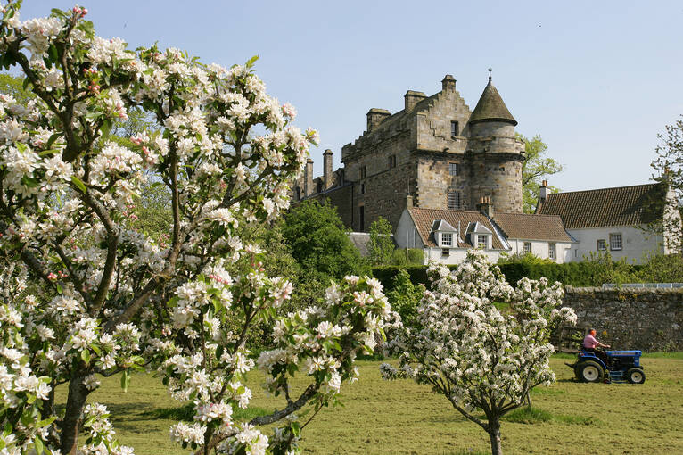 Apple trees flowering in front of Falkland palace.