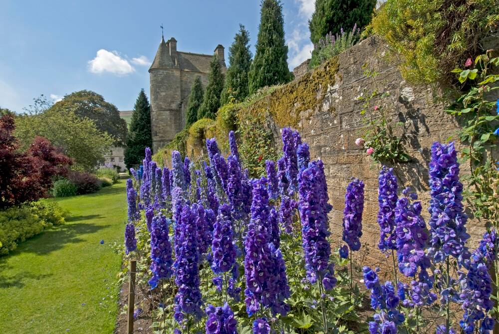 In a garden, many flowering purple-blue delphiniums grow next to a wall, with a view of Falkland Palace in the background.