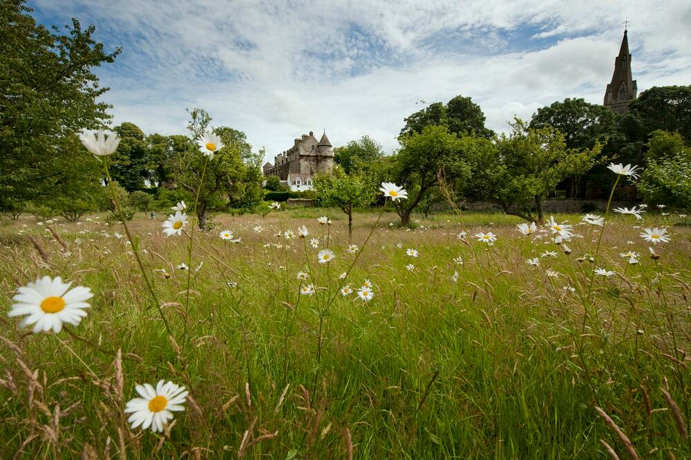 A wildflower meadow, growing with tall white daisies and long grass. There are fruit trees planted here and there, and Falkland Palace is visible in the distance.