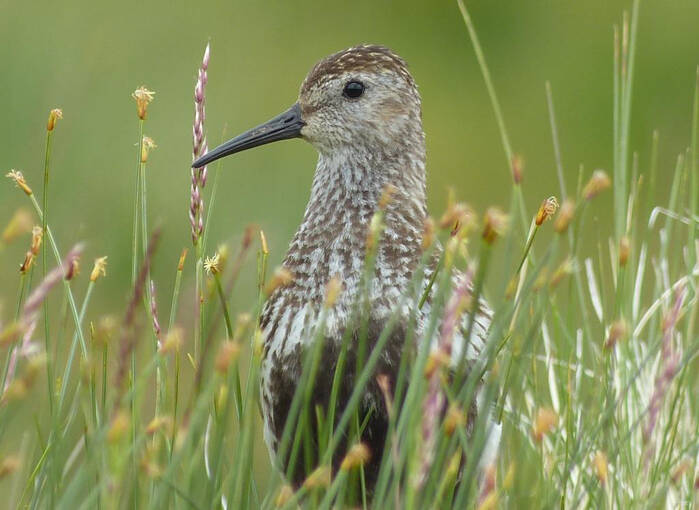 A dunlin stands in the grass by the Falls of Glomach