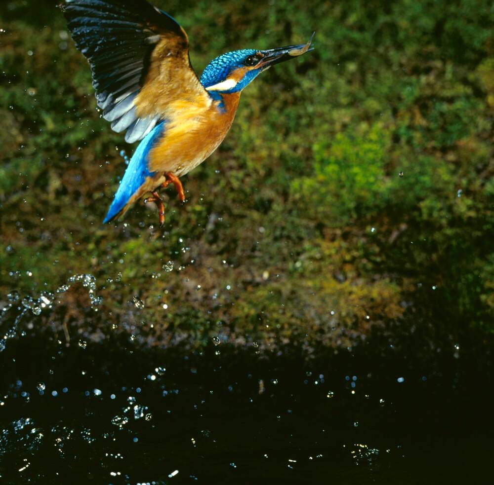 A kingfisher flies up from a river with a fish in its beak. Droplets of water fall from its wings.