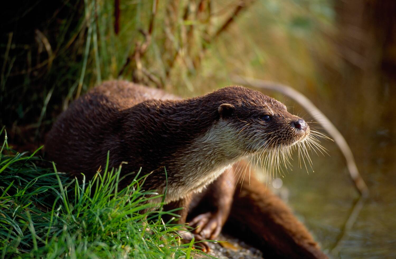 An otter sits on a grassy river bank, facing the camera so we can see its long whiskers. It has brown fur with a pale throat.