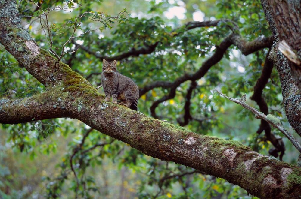 A wildcat stands on a branch, high up in a tree.