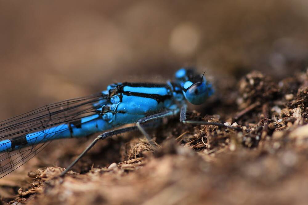 A close-up shot of a bright blue damselfly, resting on the ground.