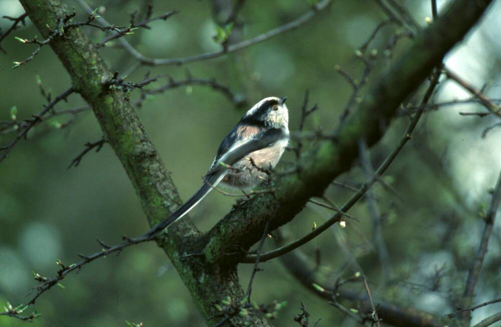 A long-tailed tit perches on a spiky-looking branch in a tree. It has a little round body and a long black and white tail.