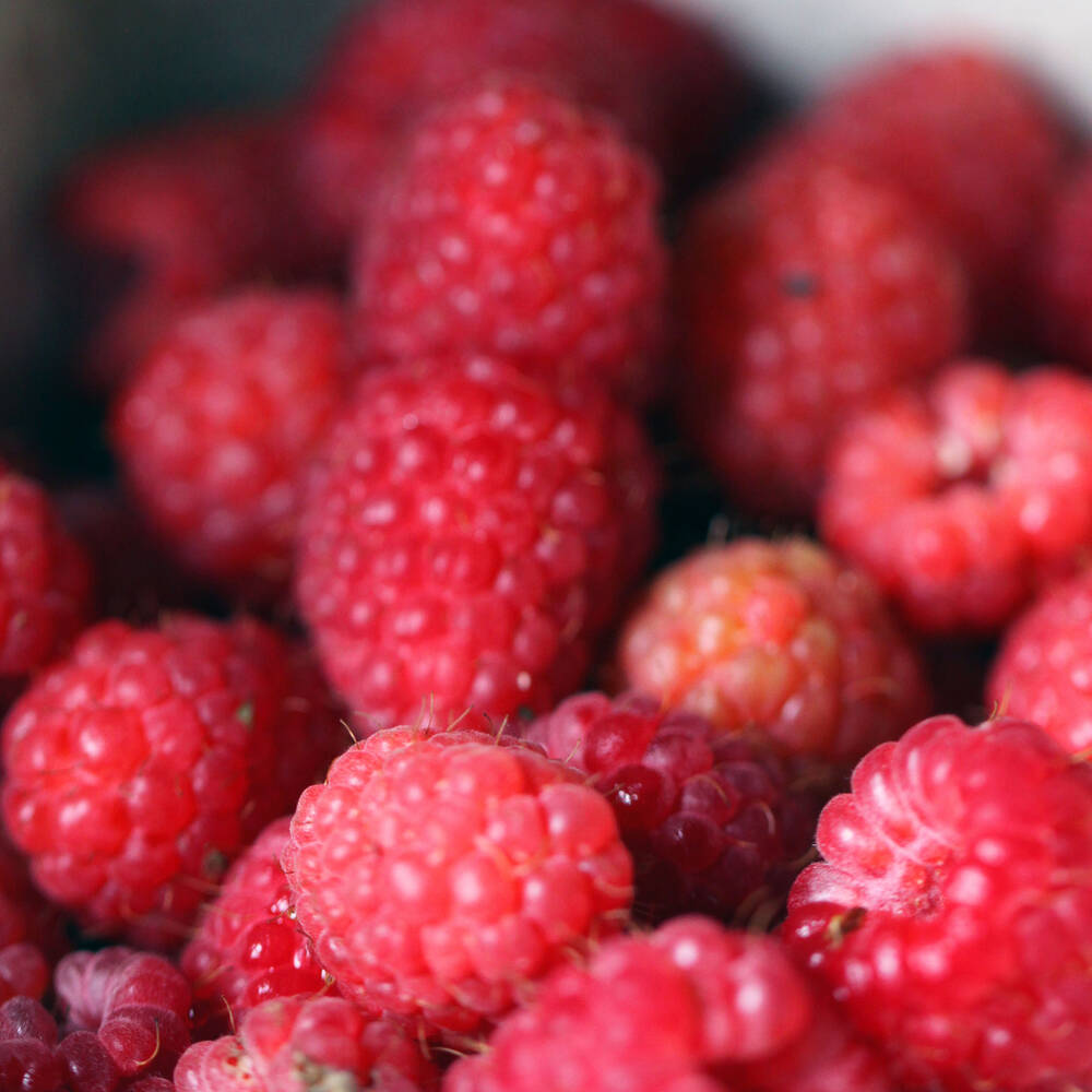 A close-up of fresh raspberries from the Kellie Castle garden