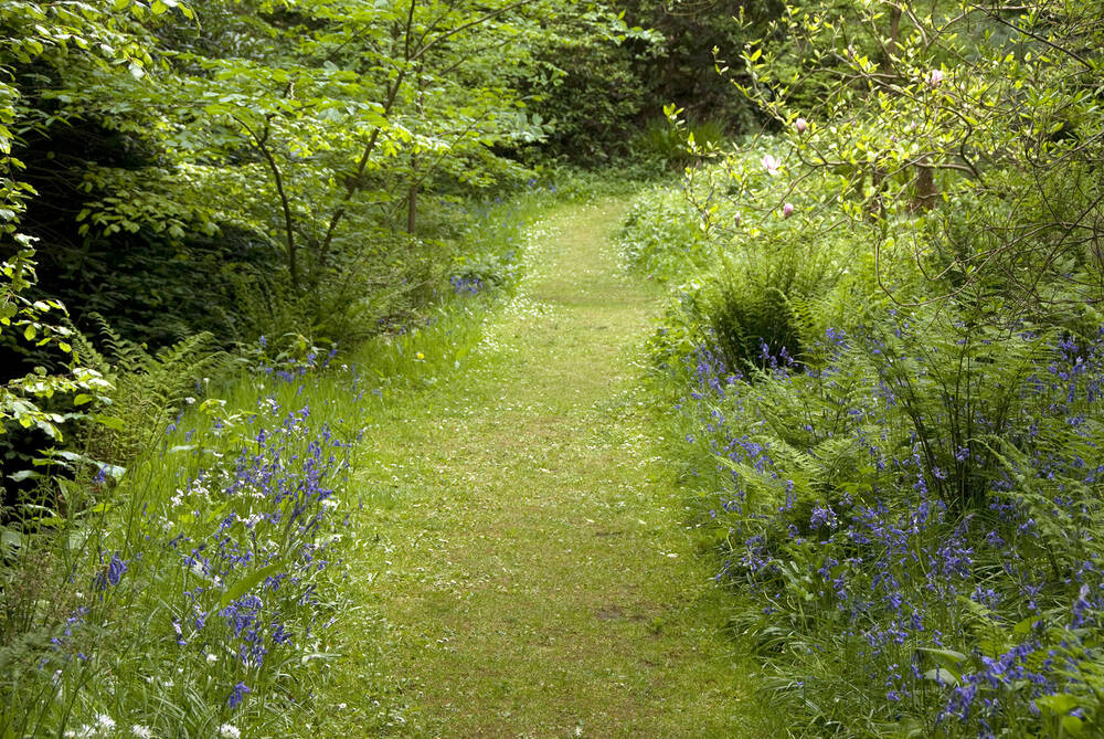 Bluebells alongside a grassy path in Geilston Garden