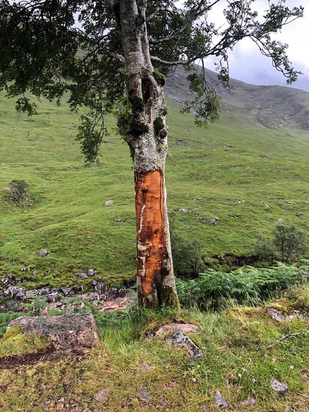 A solitary tree grows on a hillside, with open ground seen in the background. A large section of its trunk has been stripped and scored away, leaving a bad scar on the tree.