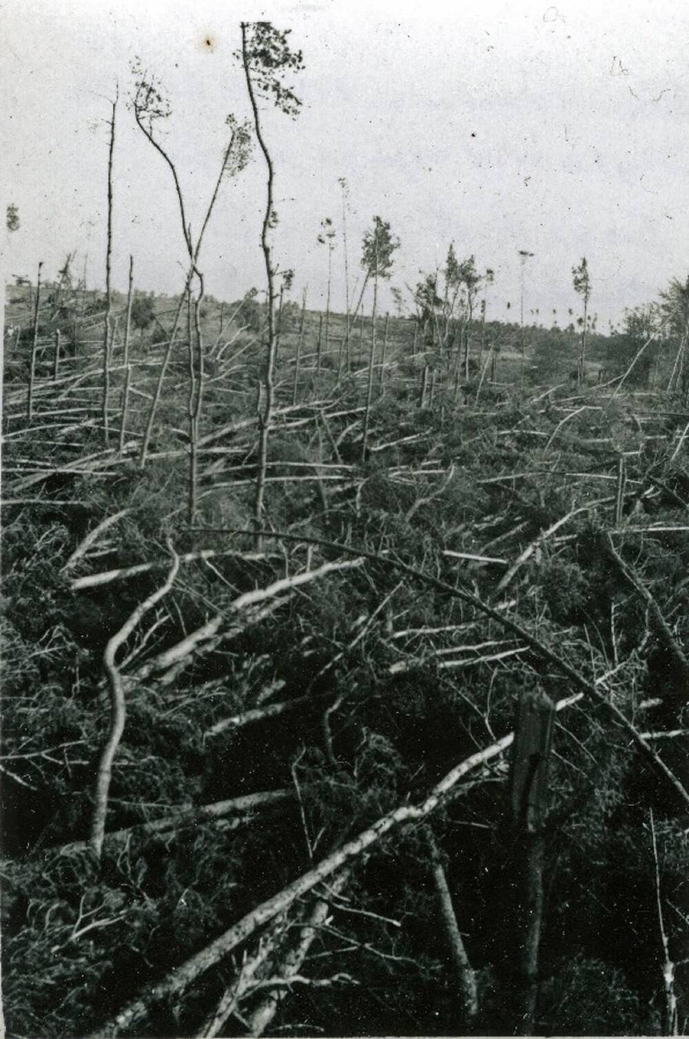 A black and white photograph showing the devastation to a woodland after a hurricane. Almost every tree has fallen over a huge area; just a handful remain standing and they have lost most of their branches.