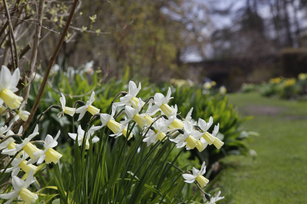 Daffodils line a path in Greenbank Garden in the springtime