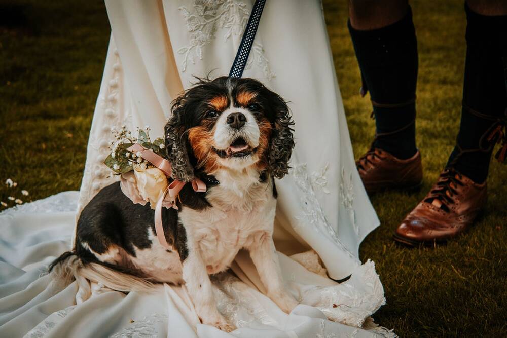A black, brown and white King Charles spaniel sits on the train of a bride's wedding dress. The dog wears a small bunch of flowers, pinned to her collar.