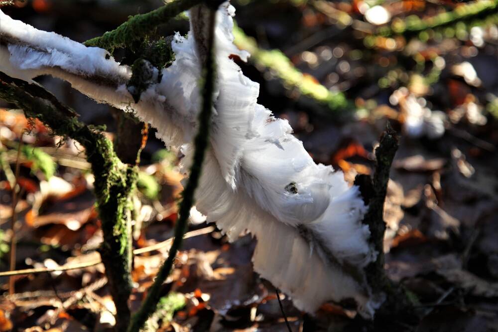 Hair ice clusters around a lichen-covered thin branch.