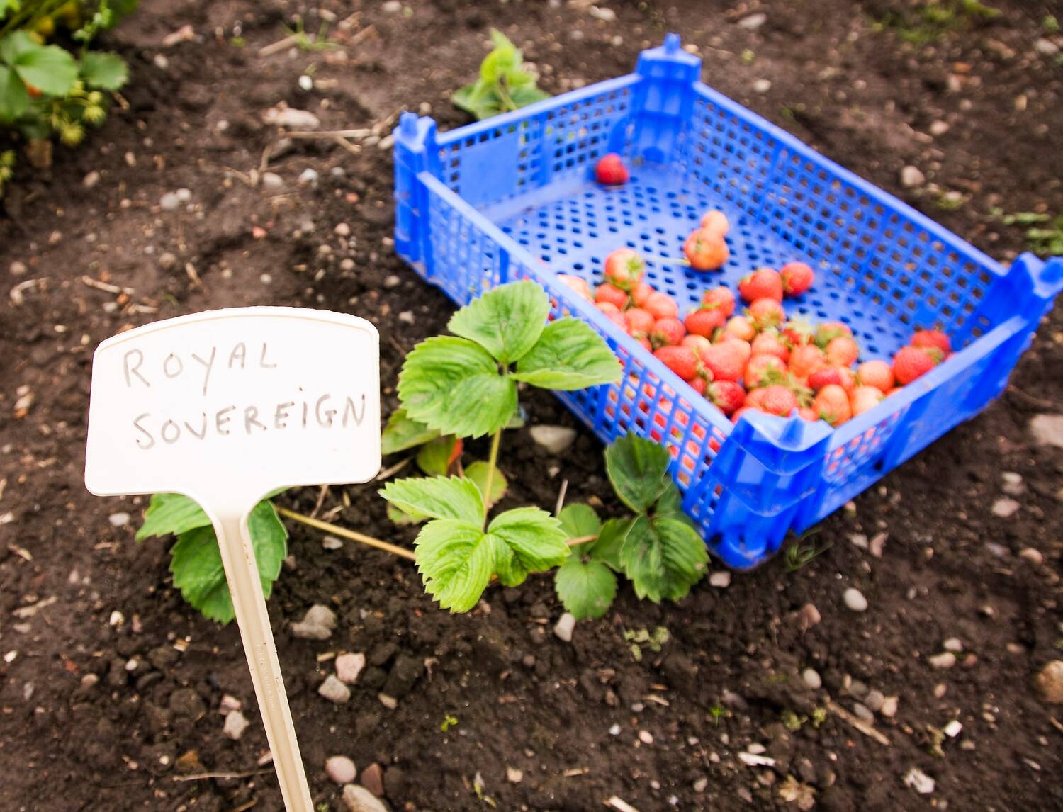A blue crate with a pile of strawberries in the corner lies on a vegetable bed next to a strawberry plant with a white label stating: Royal Sovereign.