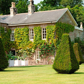 A two storey house covered in ivy.