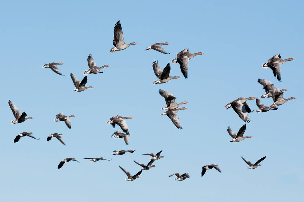 A flock of geese, which can be seen at House of Dun. 30 geese fly from left to right against a clear blue sky.