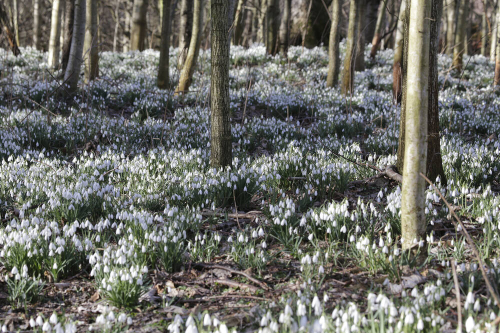 Snowdrops cover the woodlands of House of Dun