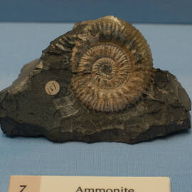 An ammonite is displayed on a blue surface in the geology exhibition.