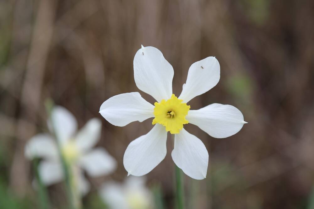 A close-up of a single daffodil, with six white petals and a yellow centre
