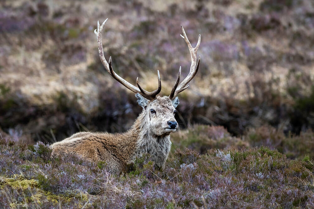 A red deer stag sits amongst the heather.