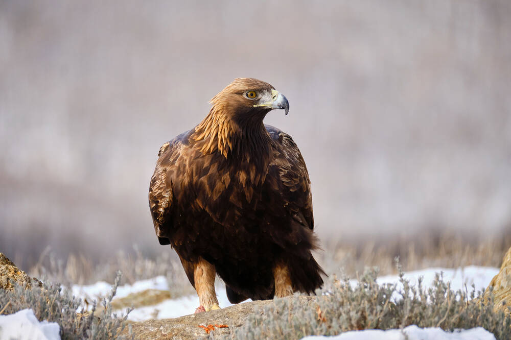 A golden eagle sitting on snowy ground.
