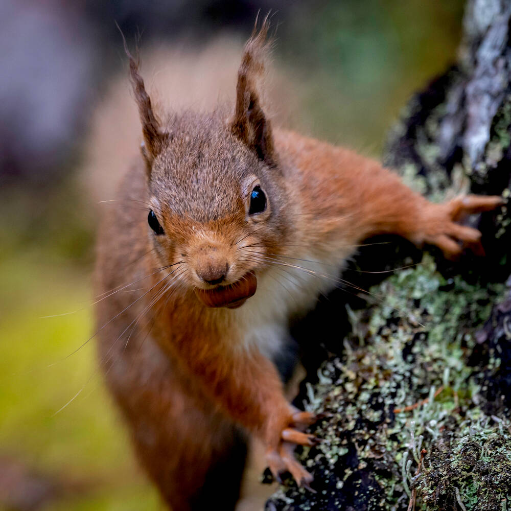A red squirrel perches on a lichen-covered branch, facing the camera head on. Its front claws grip the branch. Its spiky ear tufts stand up straight. It carries a small nut in its mouth.