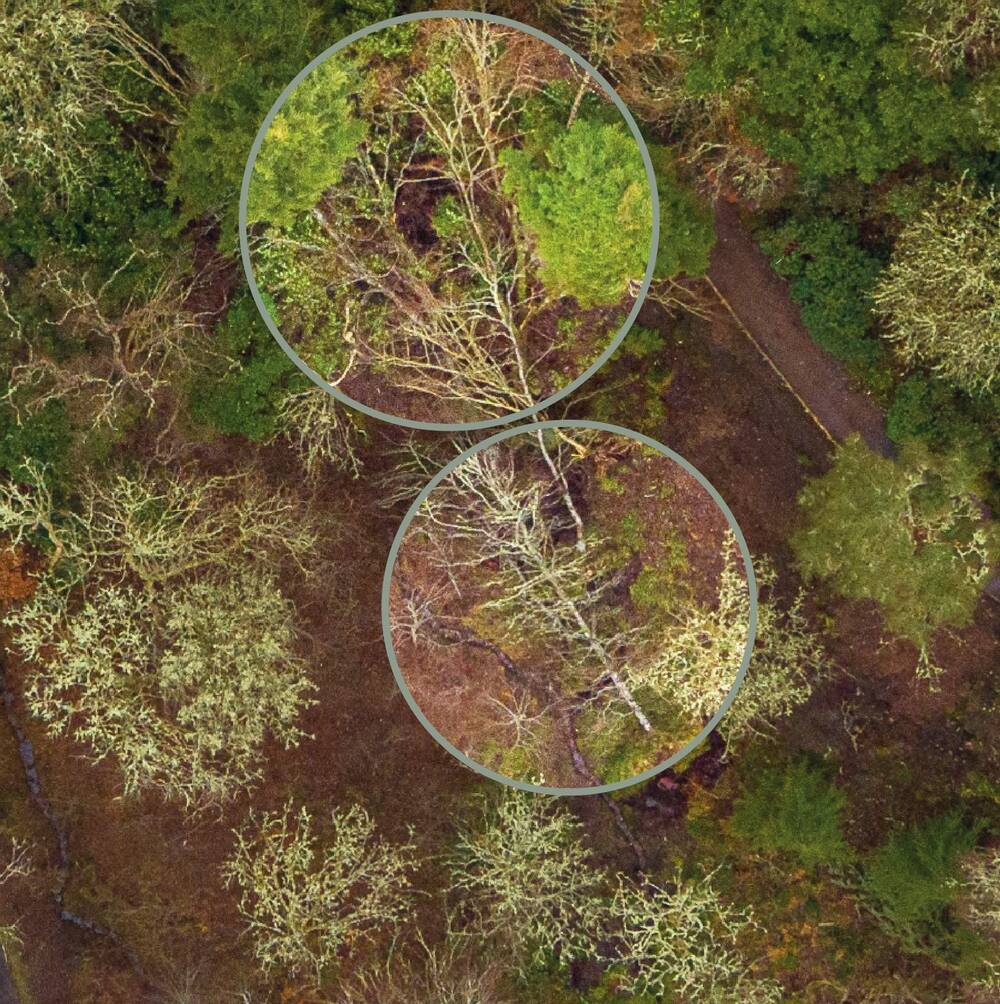 An aerial photograph of a woodland clearing, with two circular areas digitally highlighted. Inside these circles are large fallen trees on the ground. A path runs to the right of the picture.