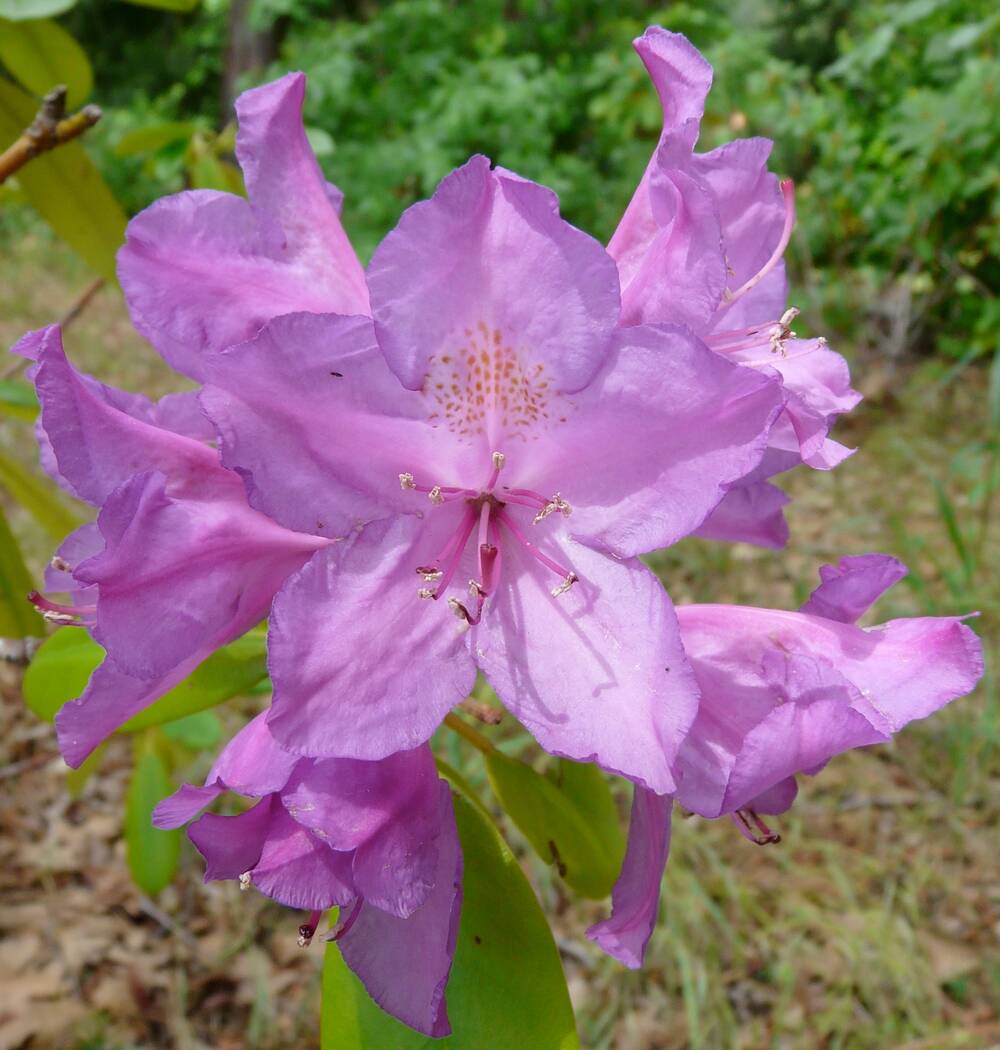 A close-up of a bright purple rhododendron flower