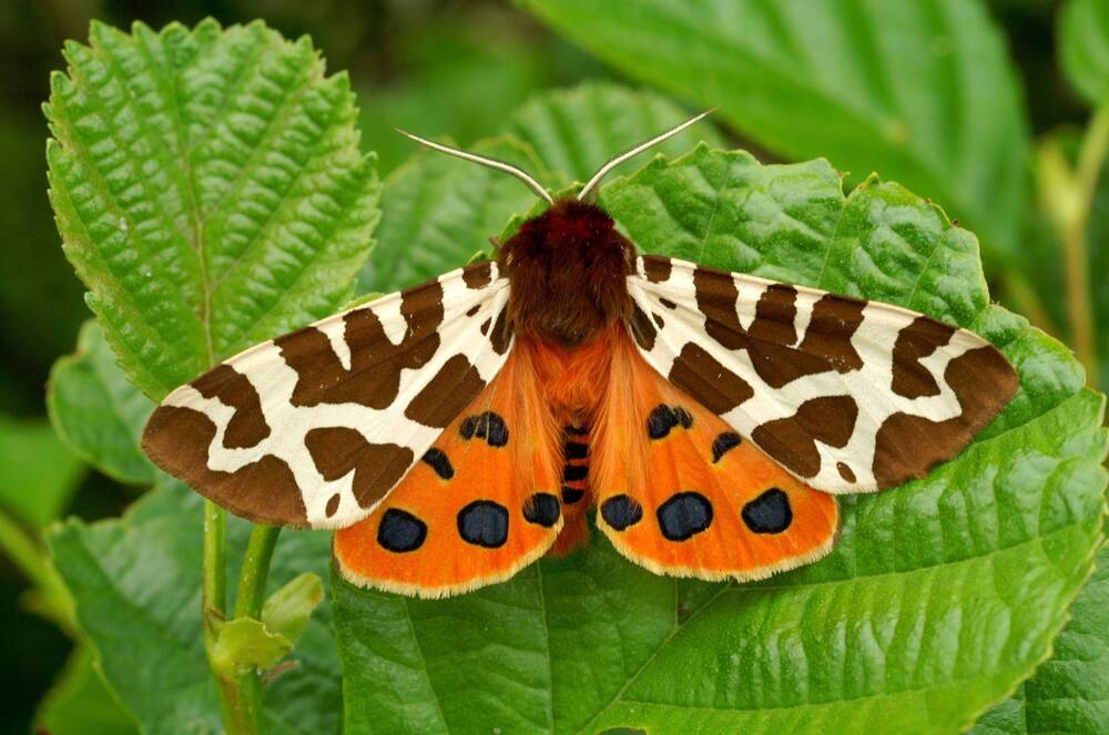A garden tiger moth rests on a green leaf with its wings spread wide. It has a brown and white mottled pattern on its upper wings, and orange lower wings with black spots.