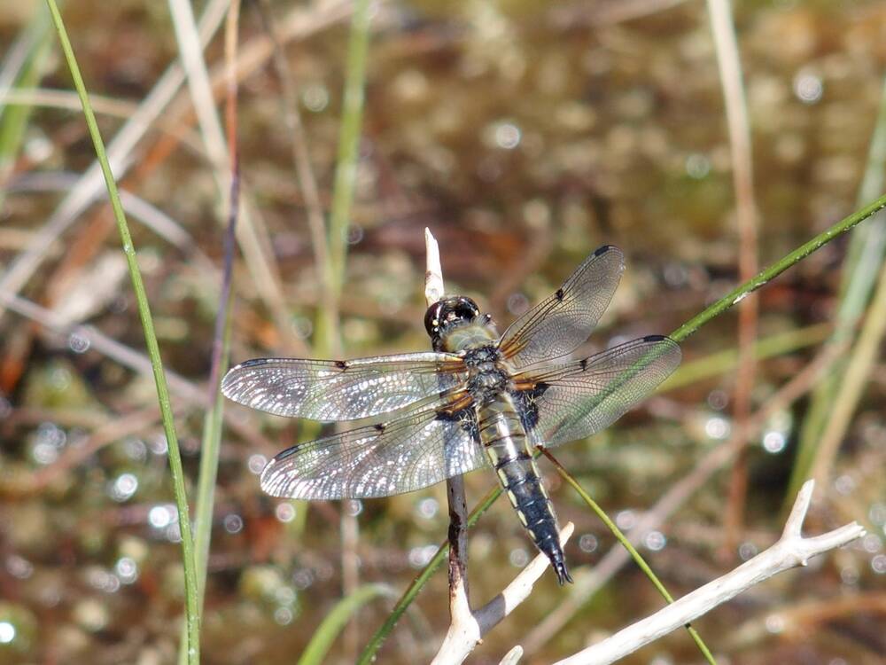 A close-up of a dragonfly resting on a twig. Its four wings are held out to the side, and it has a fairly short black and yellow body, with a forked tail.
