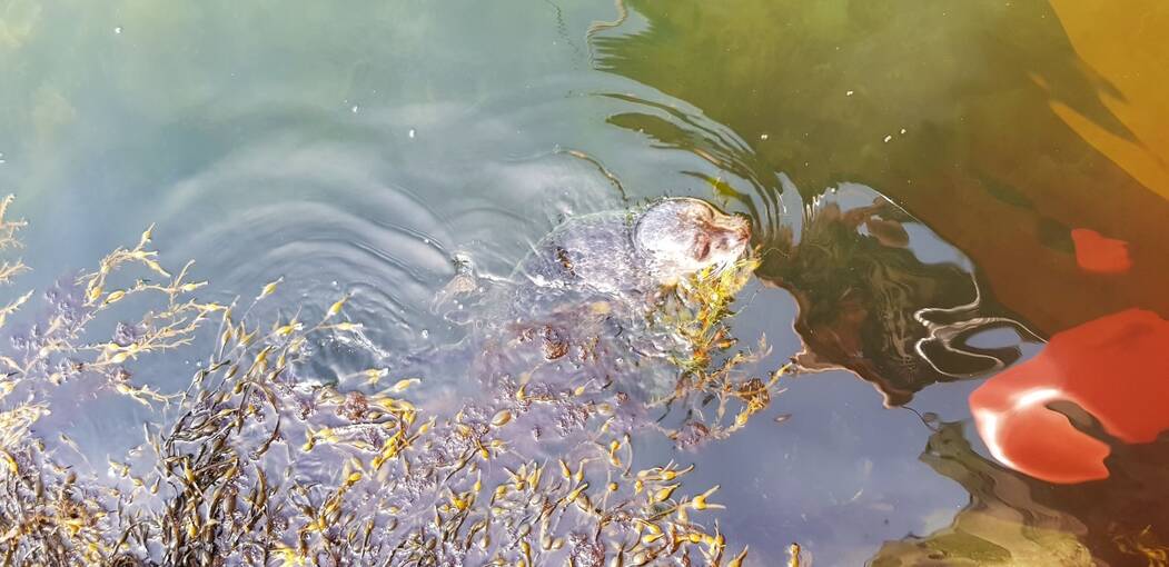 A mottled-grey seal pup pokes its head out of the water. The reflection of a yellow boat can be seen very close to the pup in the water. There is seaweed growing in the foreground.