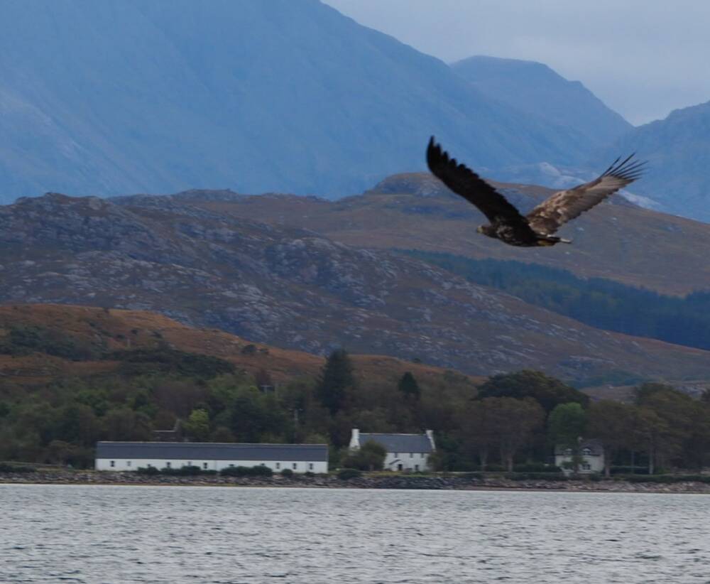 A large eagle soars through the air over the loch. A group of white houses can be seen on the shore, with woodland and hills in the background.