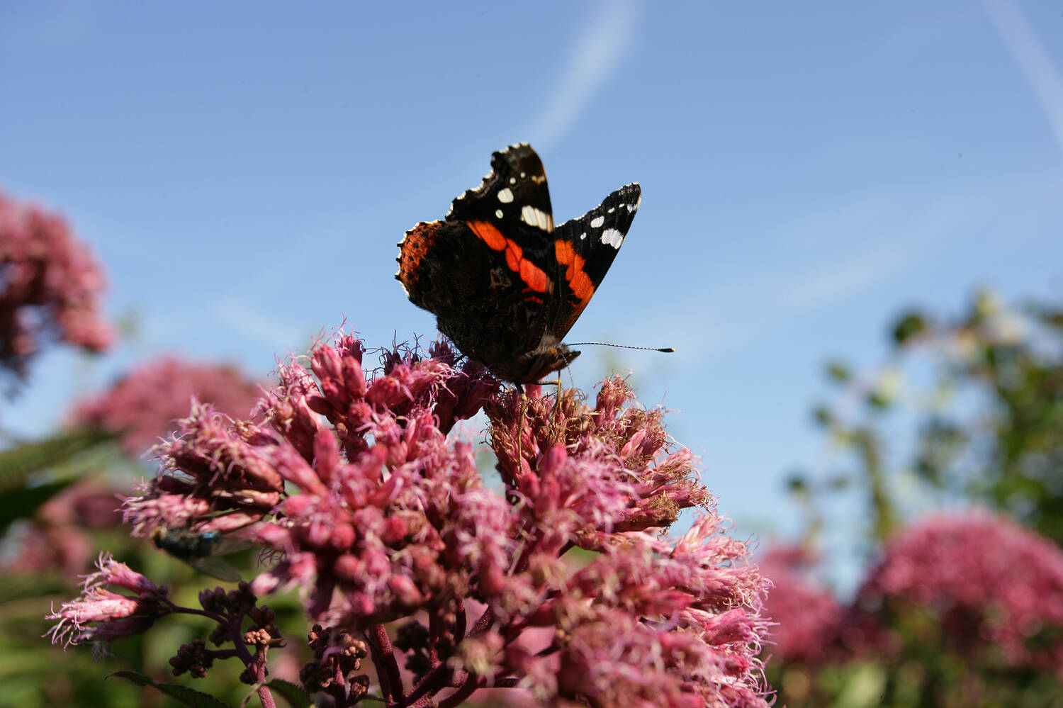 A red admiral butterfly perches on a pink flower in Kellie Castle Garden, with a blue sky in the background.