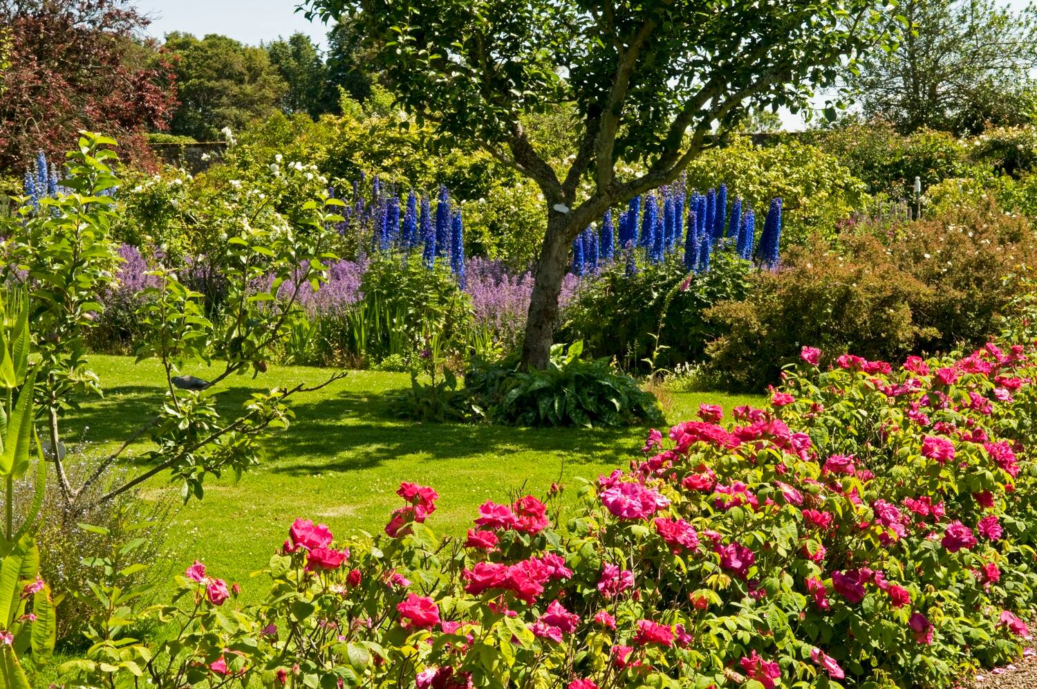 A view of a garden awash with colour in summer. A row of pink-flowering shrubs stands in the foreground, with tall blue delphiniums growing from the flowerbeds in the background, across the lawn.