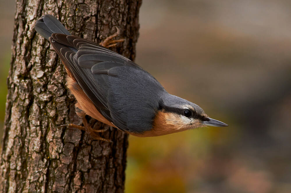 A grey and orange nuthatch bird perched on the trunk of a tree.
