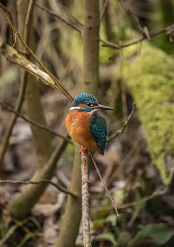 A kingfisher perches on a branch by Linn of Tummel.