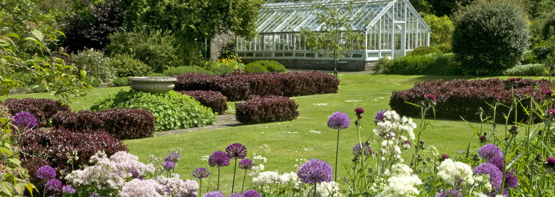 Purple alliums and white flowers stand in front of the Malleny Garden landscape, with the glasshouse seen in the background.