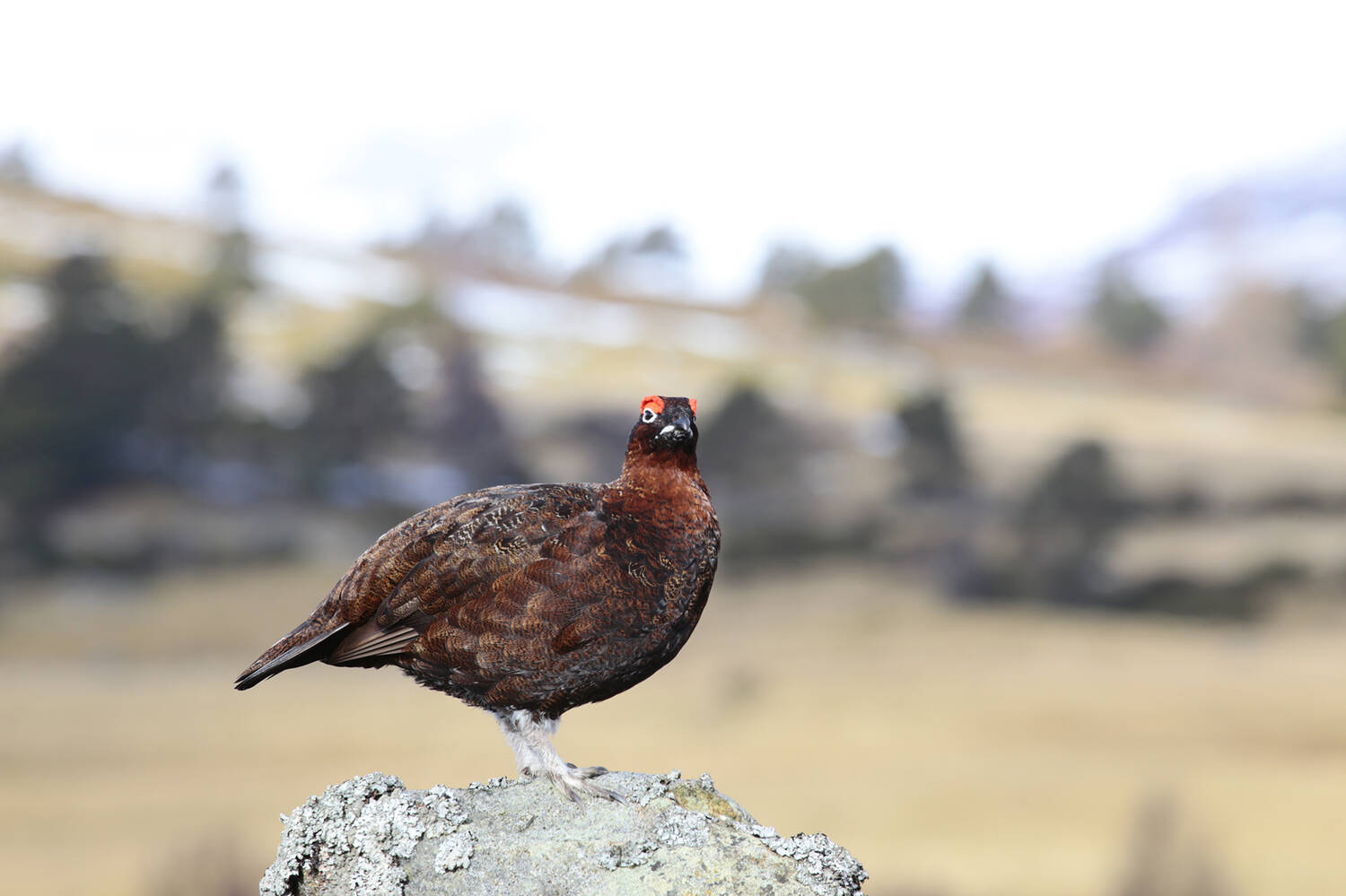 A red grouse perches on a rock in Mar Lodge Estate.