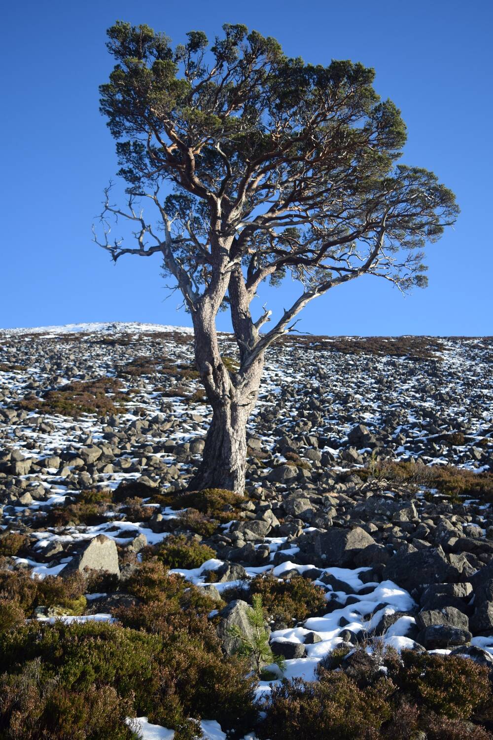 A lone pine tree stands on a moor, silhouetted against a deep blue sky. The rocky ground around it has pockets of snow.