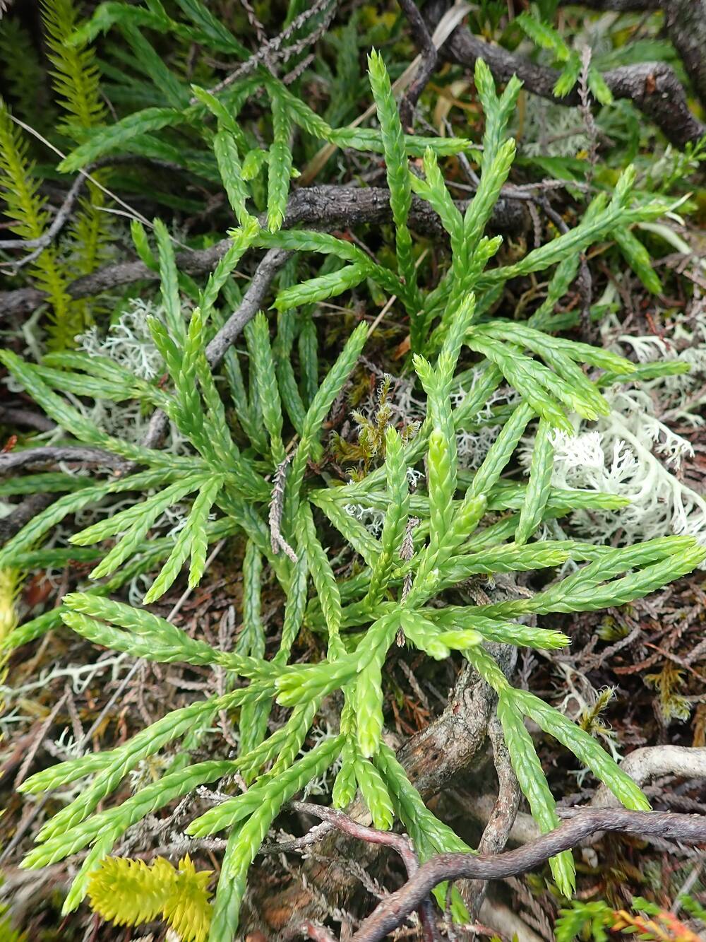 A close-up view of a clubmoss plant. Its bright green fronds spread across the ground, among twigs and ferns.