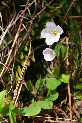 Close-up of a wood sorrel plant in flower. It has white petals with a yellow centre.