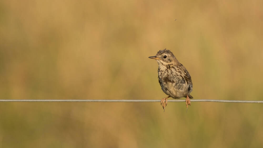 A meadow pipit sitting on a wire fence, in the background is a brown grass field