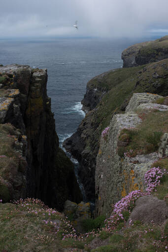 Purple thrift covers the dramatic cliff coastline of Mingulay.