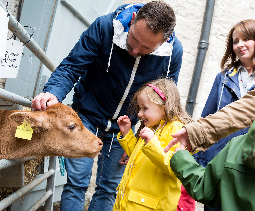 A young girl wearing a bright yellow mac looks with delight at a young calg poking its head through the railings in a barn. A man reaches down and pats the calf's head. A woman watches behind.