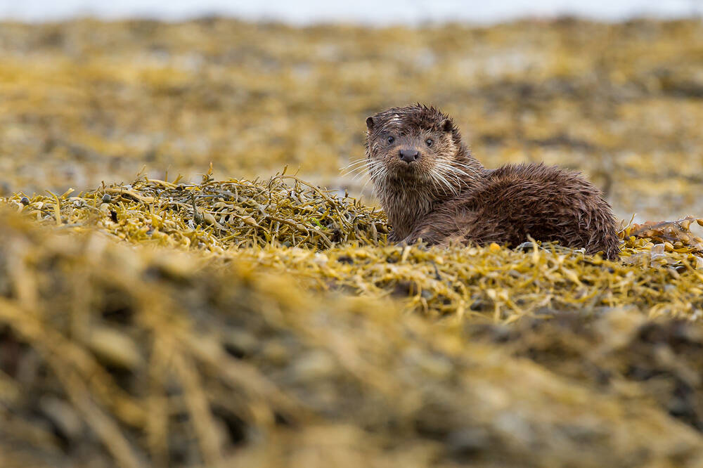 An otter curled up on a bed of seaweed by the shore. Its head is turned towards the camera and it is watching.