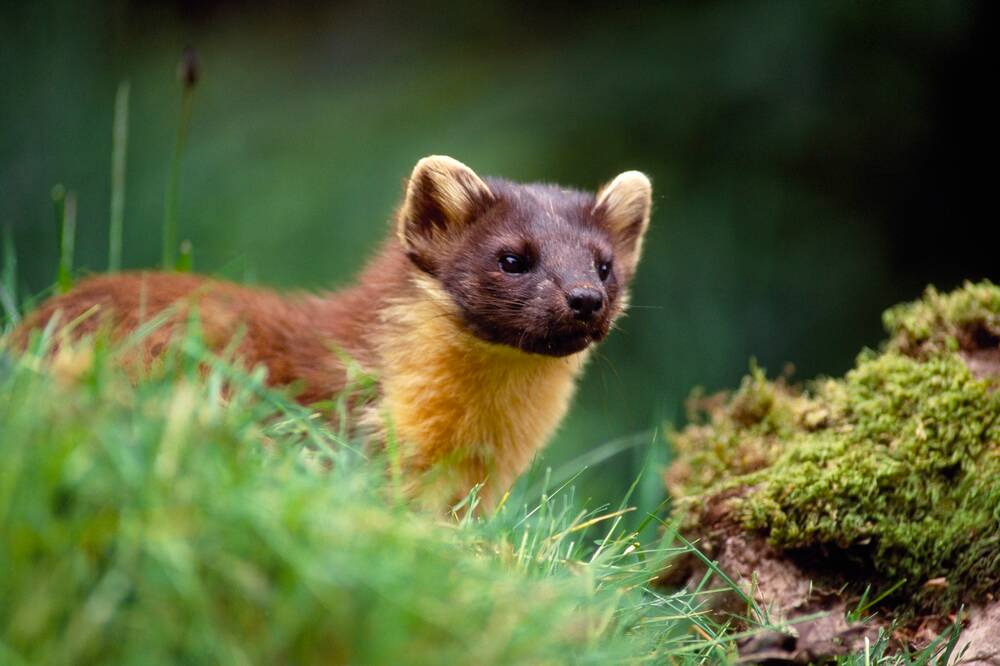 A pine marten sits on some grass, looking intently ahead. It has a dark brown head and body, with a yellowy throat and bib. The insides of its ears are also cream.